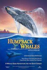 Filmposter Humpback Whales